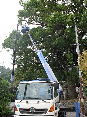 クスノキ剪定２