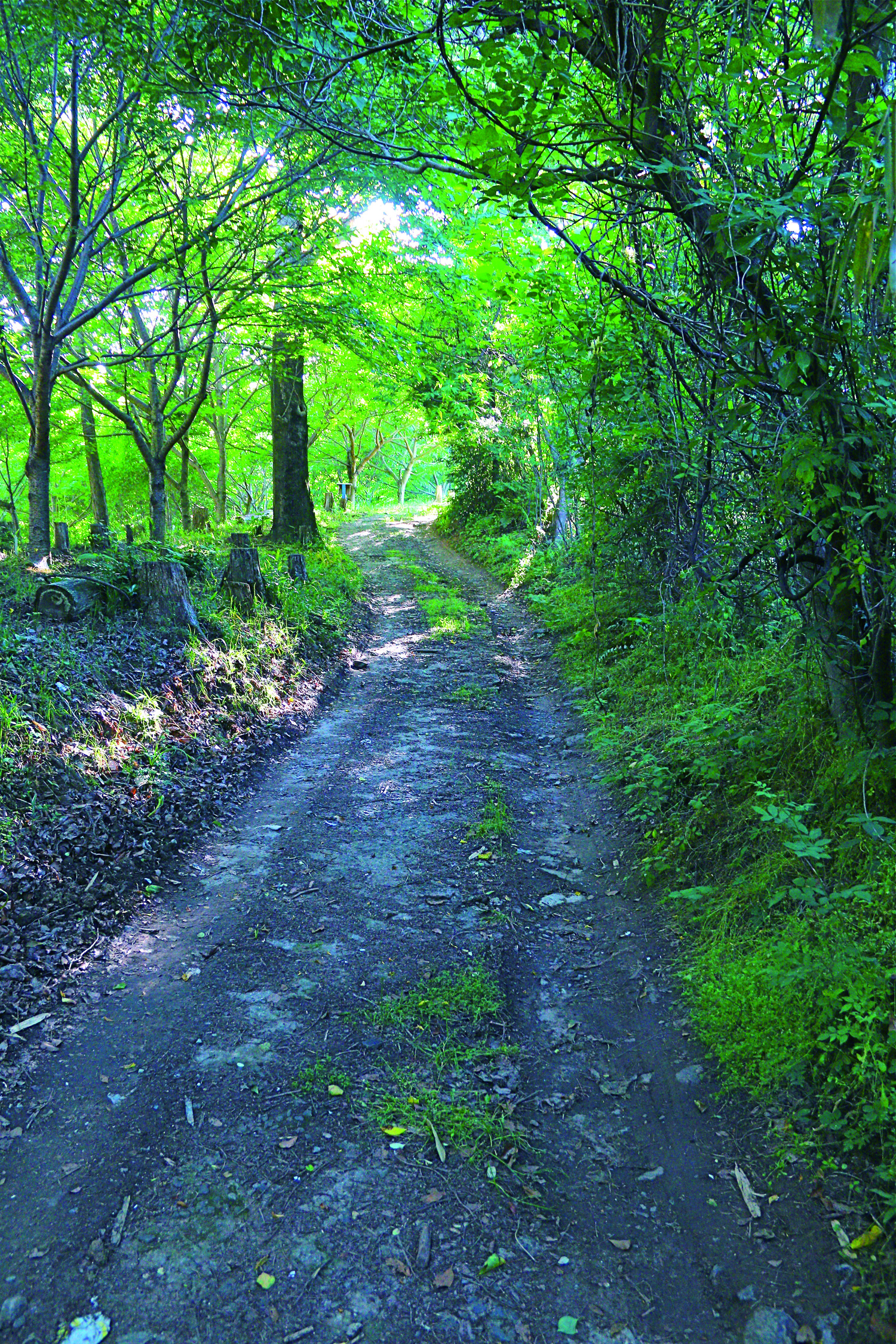 龍田古道