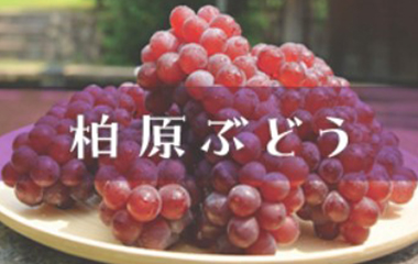 柏原ぶどう