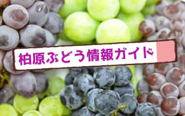 ぶどうの季節です