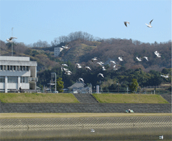 ゆりかもめ