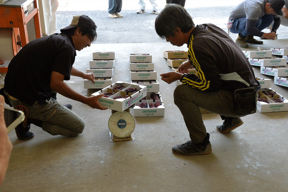 柏原ぶどう、横尾集出荷場でも初出荷！