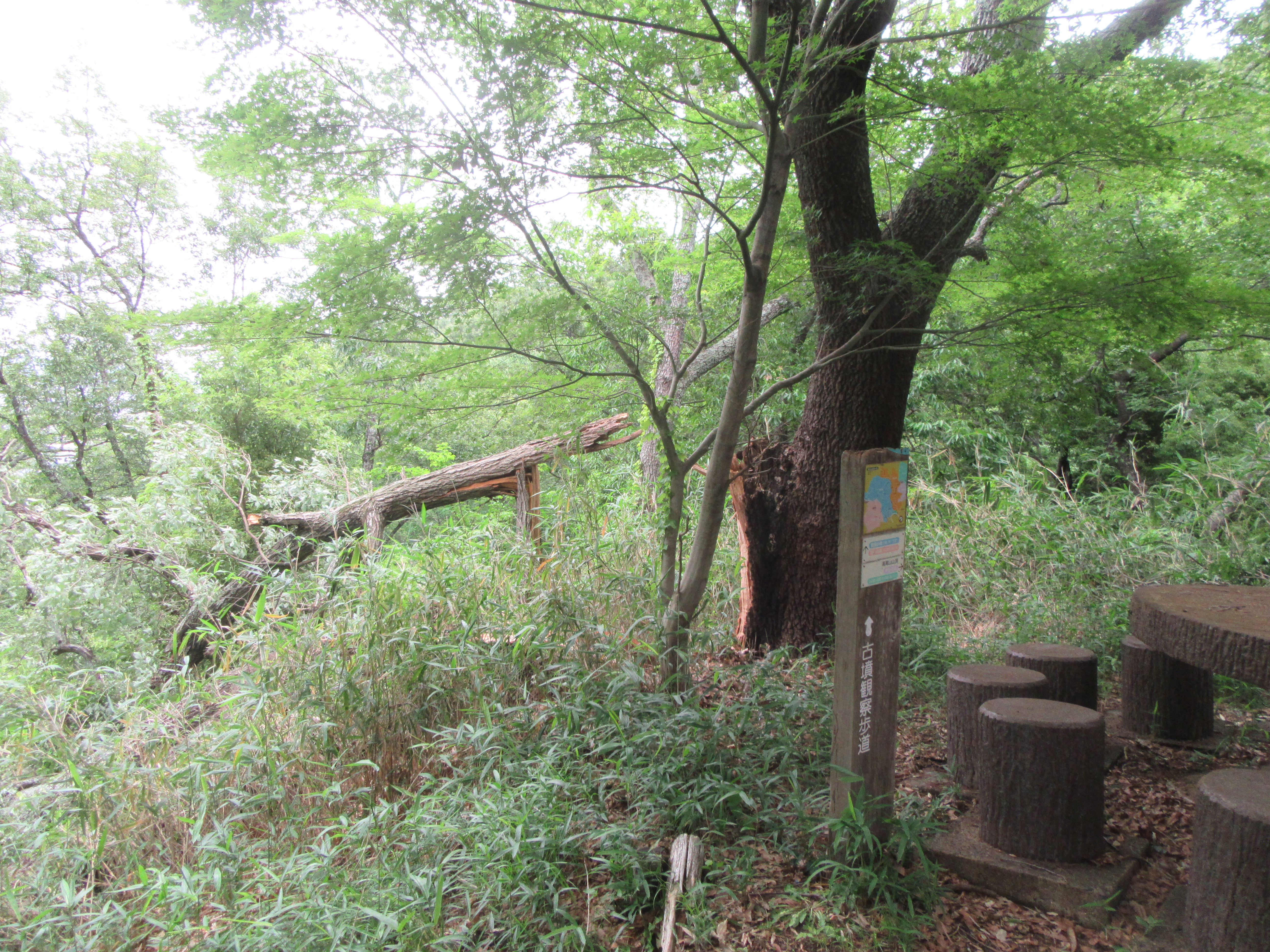 写真１_5655