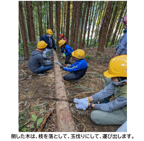 伐採2
