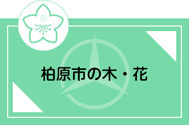 市の木市の花