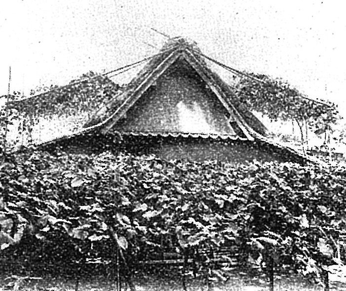 堅下地域の民家とぶどう棚