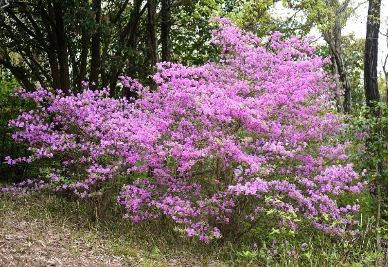玉手山公園でコバノミツバツツジの植樹が行われました | 大阪府柏原市