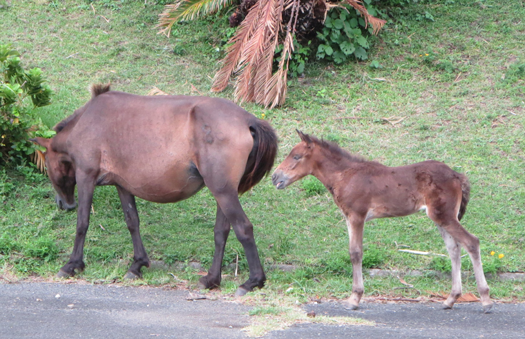 3 a-御崎馬（宮崎県都井岬）