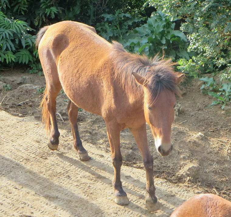 宮古馬（沖縄県宮古島