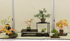 盆栽展3 盆栽会5